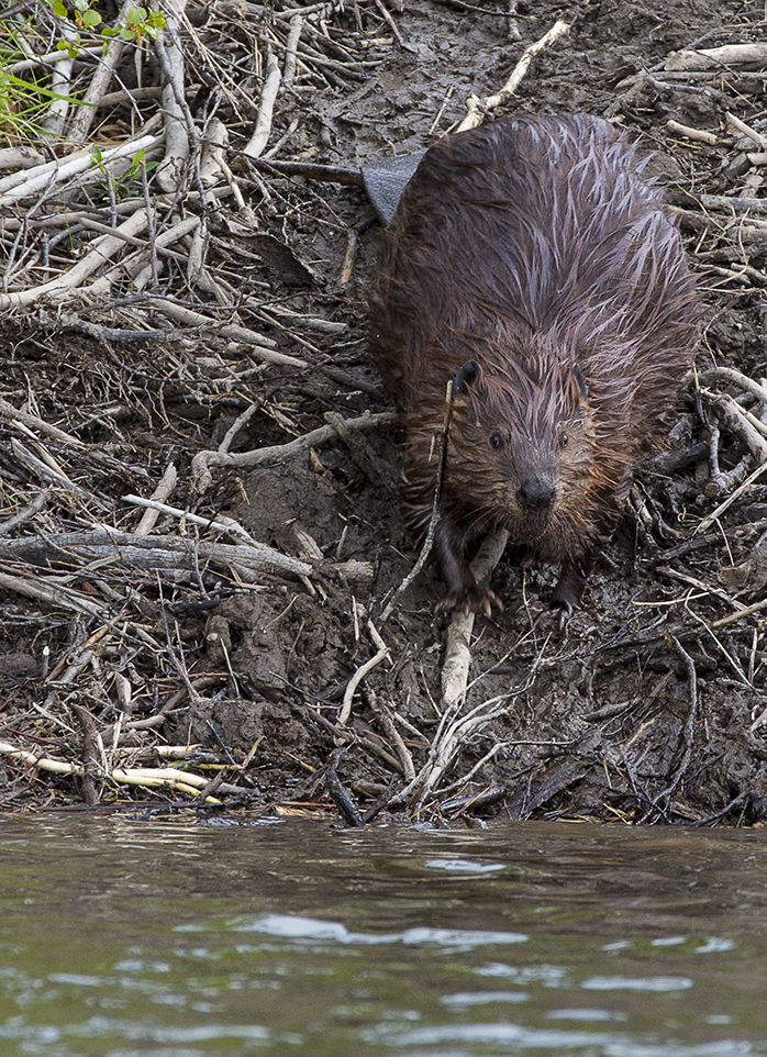 Leveled Reading Passage: Where Do Beavers Live? (Easy) | RIF.org